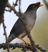 Jungle Myna