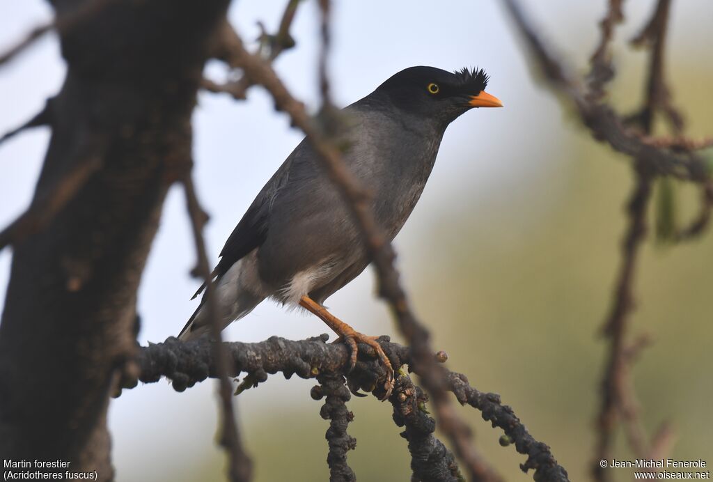 Jungle Myna