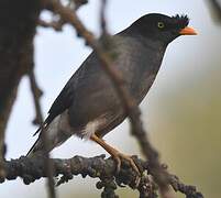 Jungle Myna