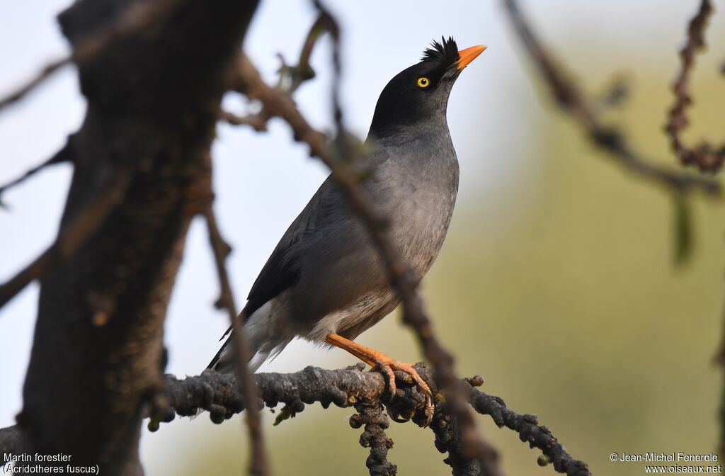 Jungle Myna