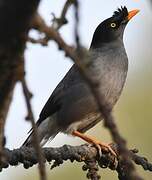 Jungle Myna