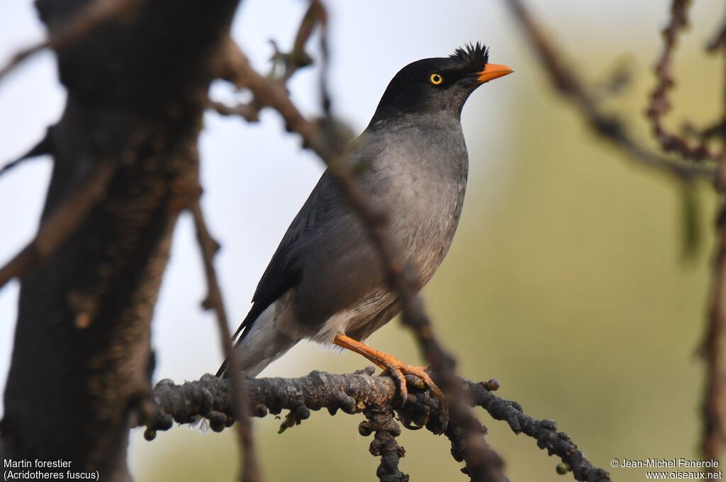 Jungle Myna