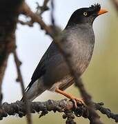 Jungle Myna