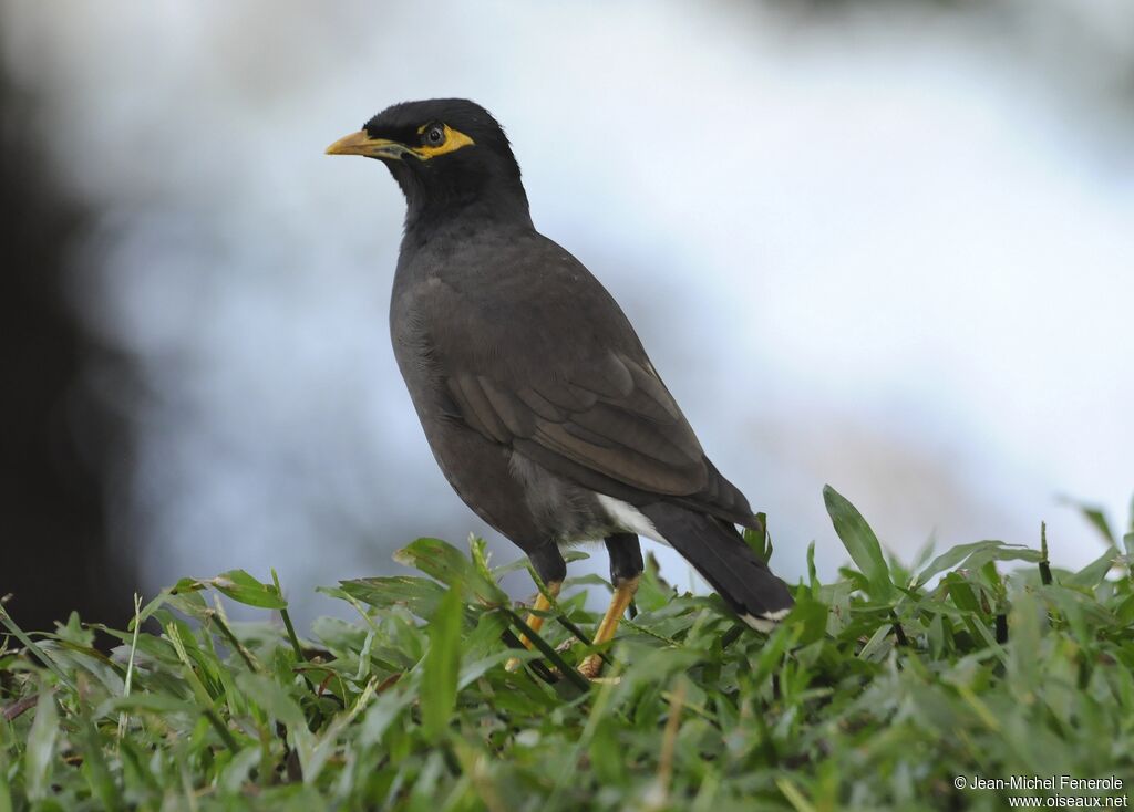 Common Myna