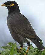 Common Myna