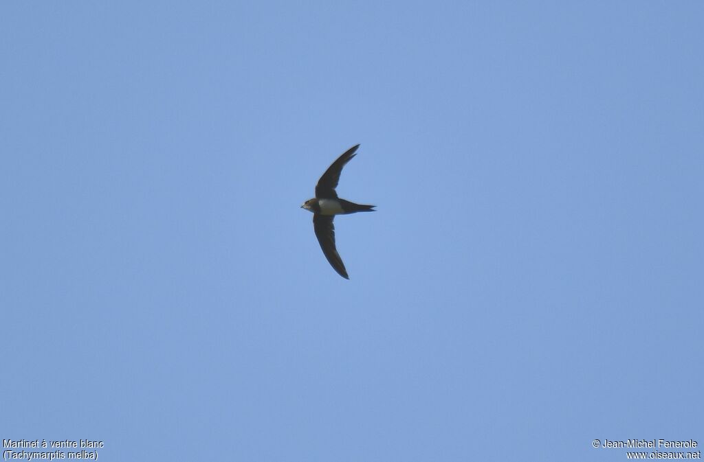 Alpine Swift