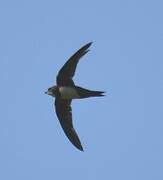 Alpine Swift