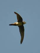 Alpine Swift