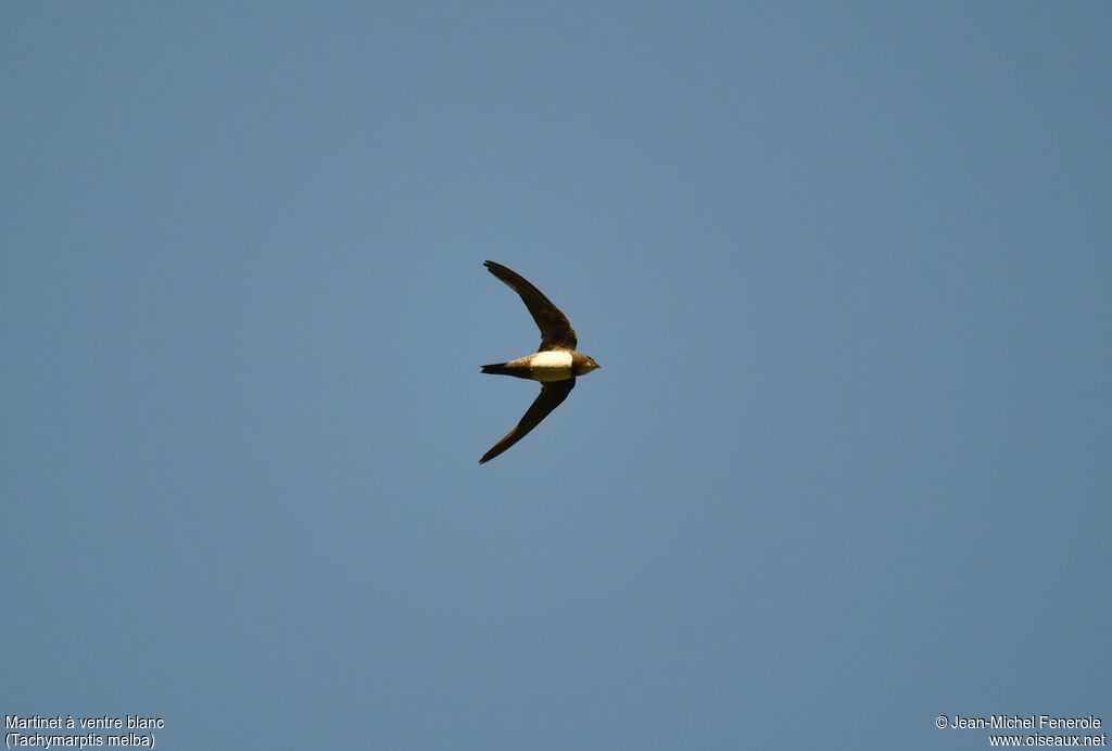 Alpine Swift