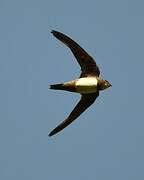 Alpine Swift