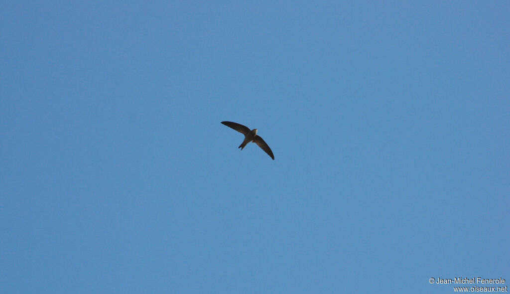 Bradfield's Swift, Flight