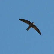 Bradfield's Swift