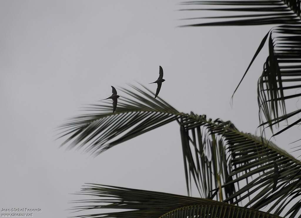 Martinet des palmes, habitat, Vol