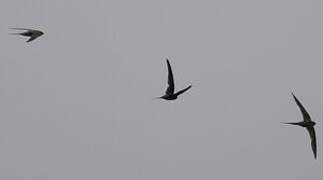 African Palm Swift