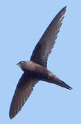 Common Swift