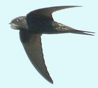 Common Swift