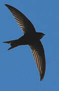 Common Swift