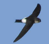 Antillean Palm Swift