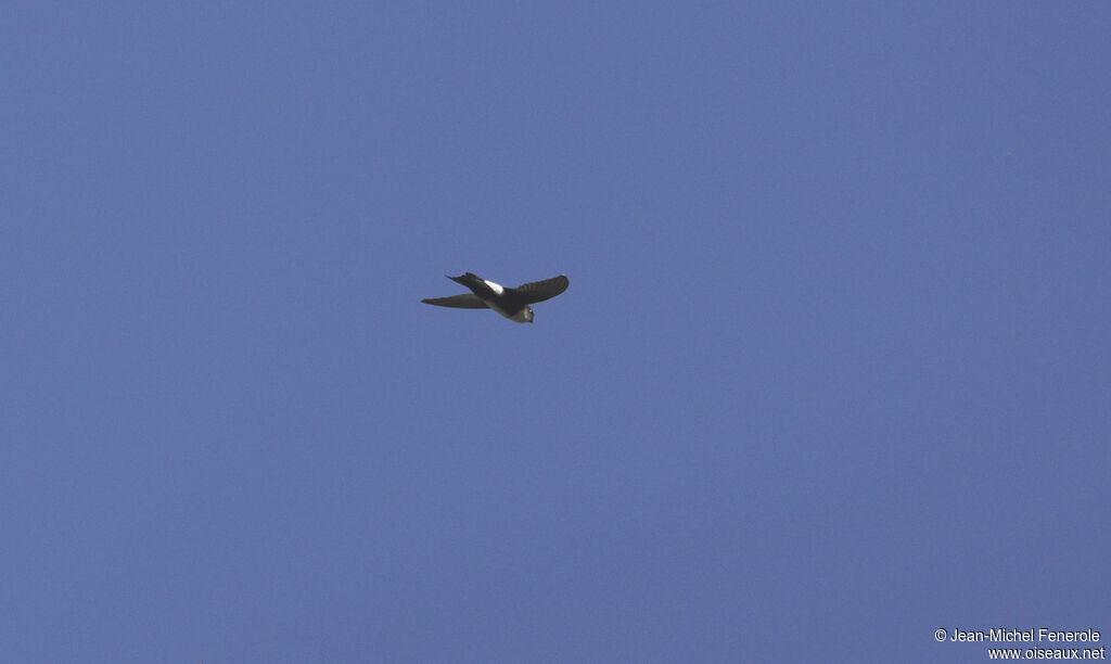 Antillean Palm Swift