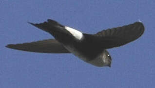 Antillean Palm Swift