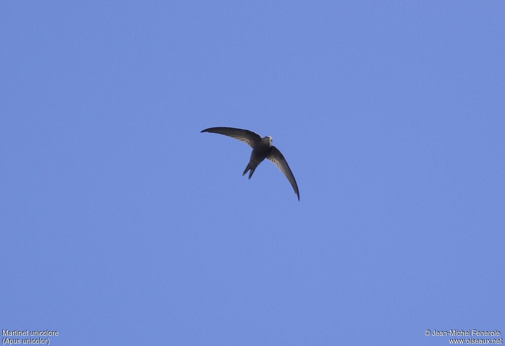 Plain Swift