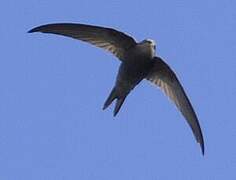 Plain Swift