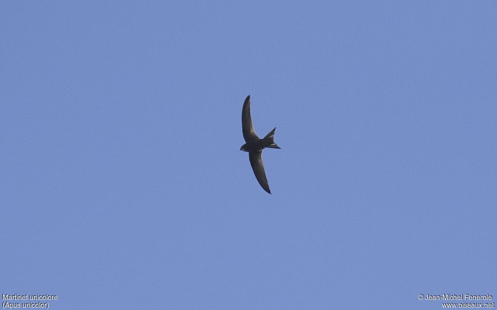 Plain Swift