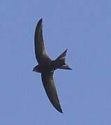 Plain Swift