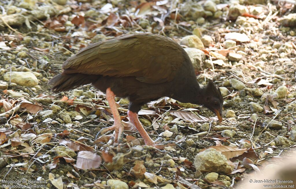 Orange-footed Scrubfowl