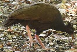 Orange-footed Scrubfowl