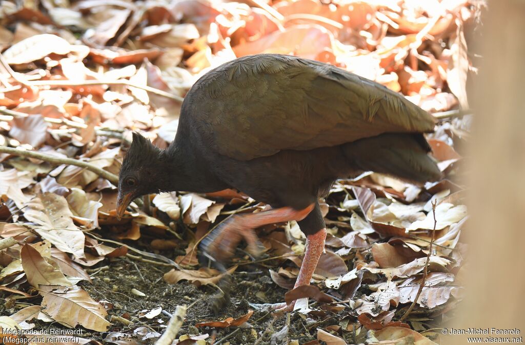 Orange-footed Scrubfowl