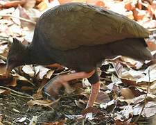 Orange-footed Scrubfowl