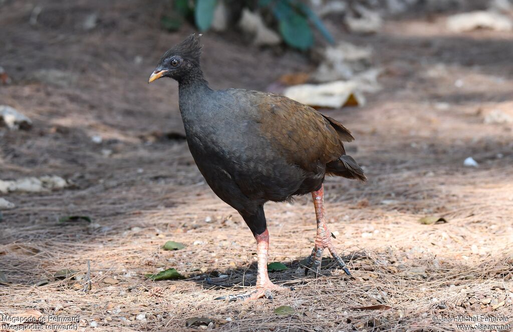 Orange-footed Scrubfowl