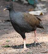 Orange-footed Scrubfowl