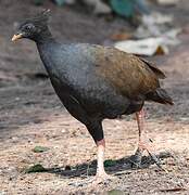 Orange-footed Scrubfowl