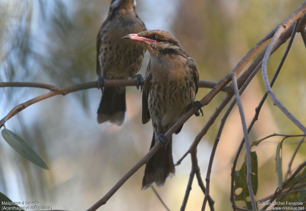 Spiny-cheeked Honeyeater