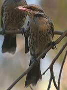 Spiny-cheeked Honeyeater