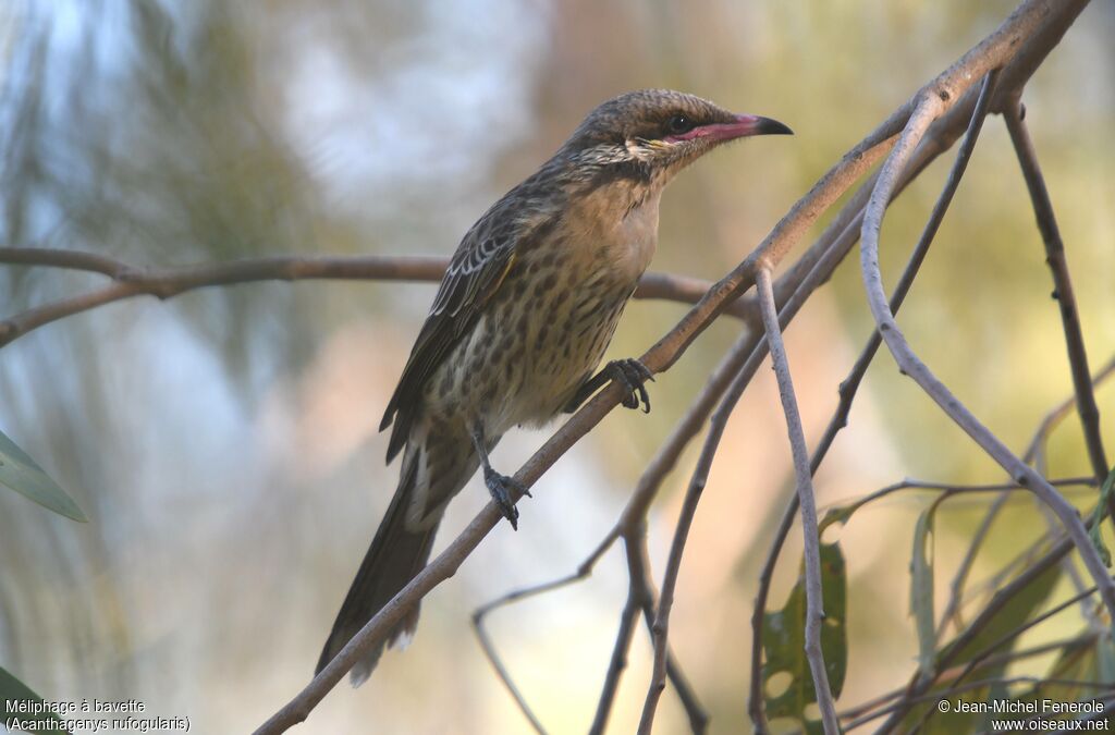 Spiny-cheeked Honeyeater