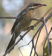 Spiny-cheeked Honeyeater