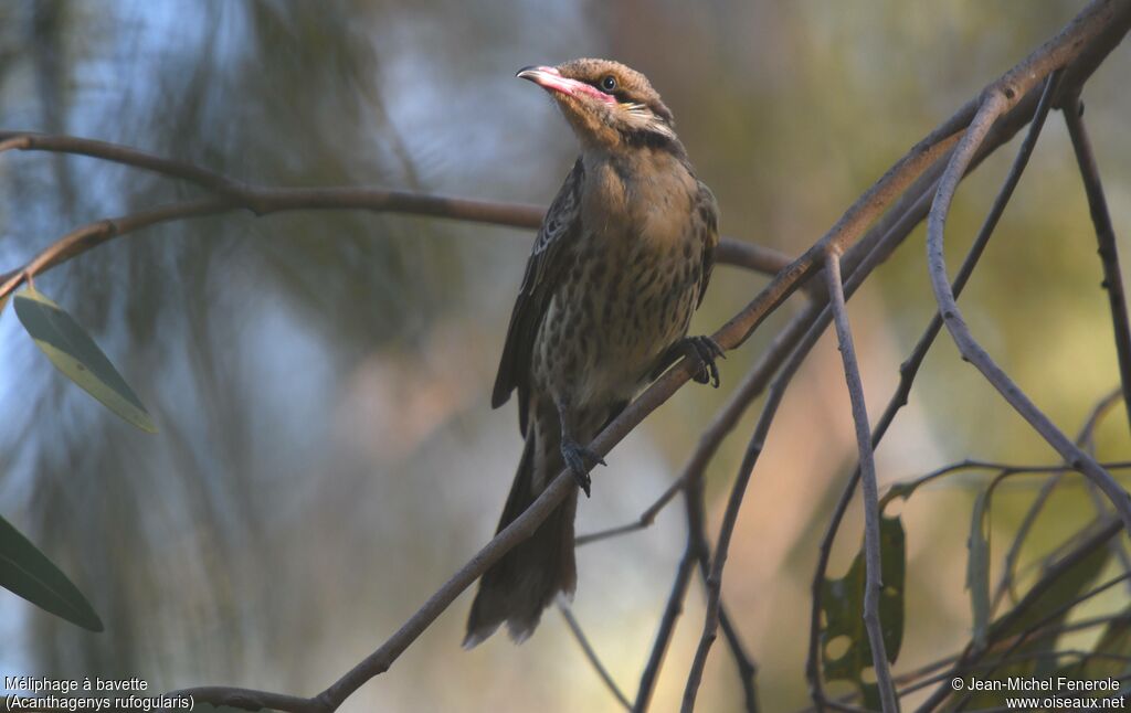 Spiny-cheeked Honeyeater