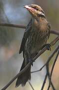 Spiny-cheeked Honeyeater