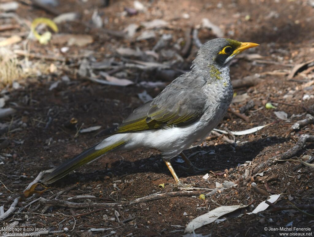 Yellow-throated Miner