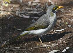 Yellow-throated Miner