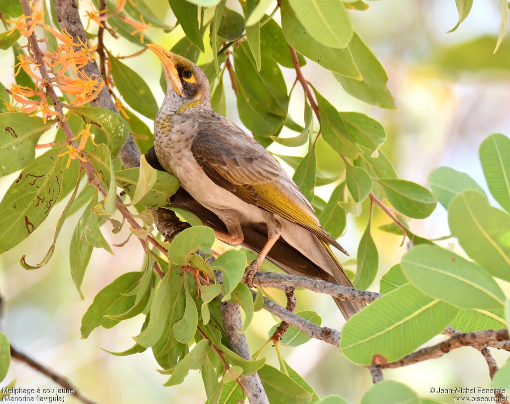 Yellow-throated Miner