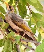 Yellow-throated Miner