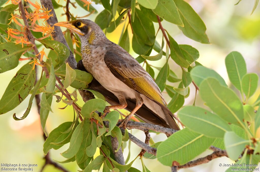 Yellow-throated Miner