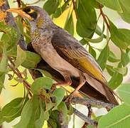 Yellow-throated Miner