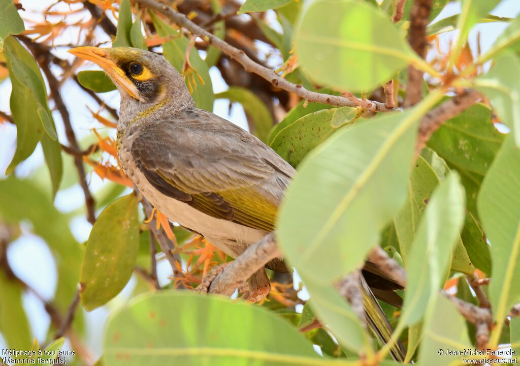 Yellow-throated Miner