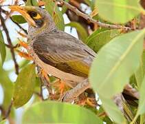 Yellow-throated Miner