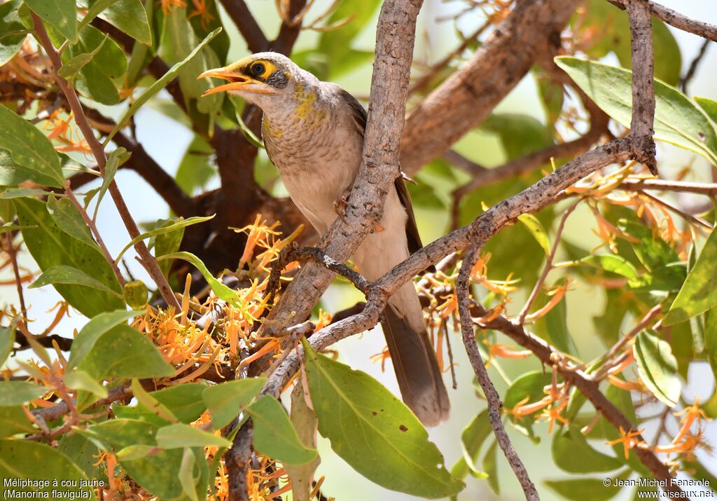 Yellow-throated Miner